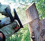 Best Emergency Tree Removal  in Spanay, WA
