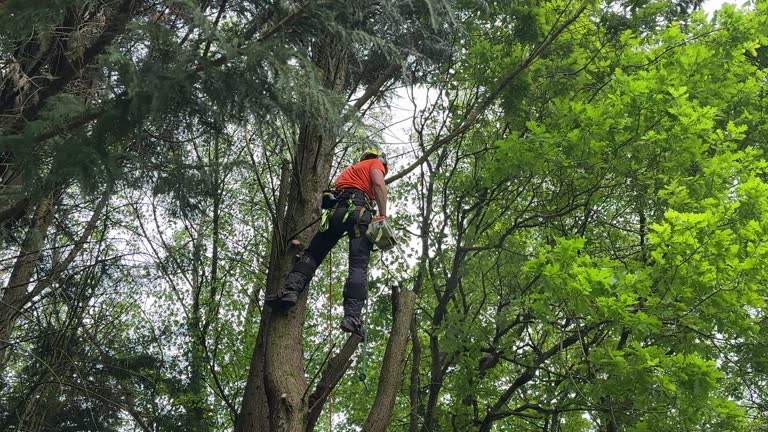  Spanay, WA Tree Services Pros