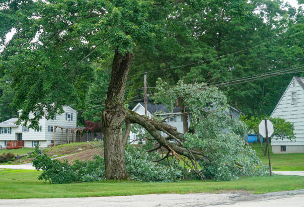 Best Tree Disease Treatment  in Spanay, WA